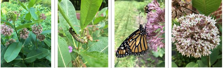 Plants, caterpillar, and butterfly