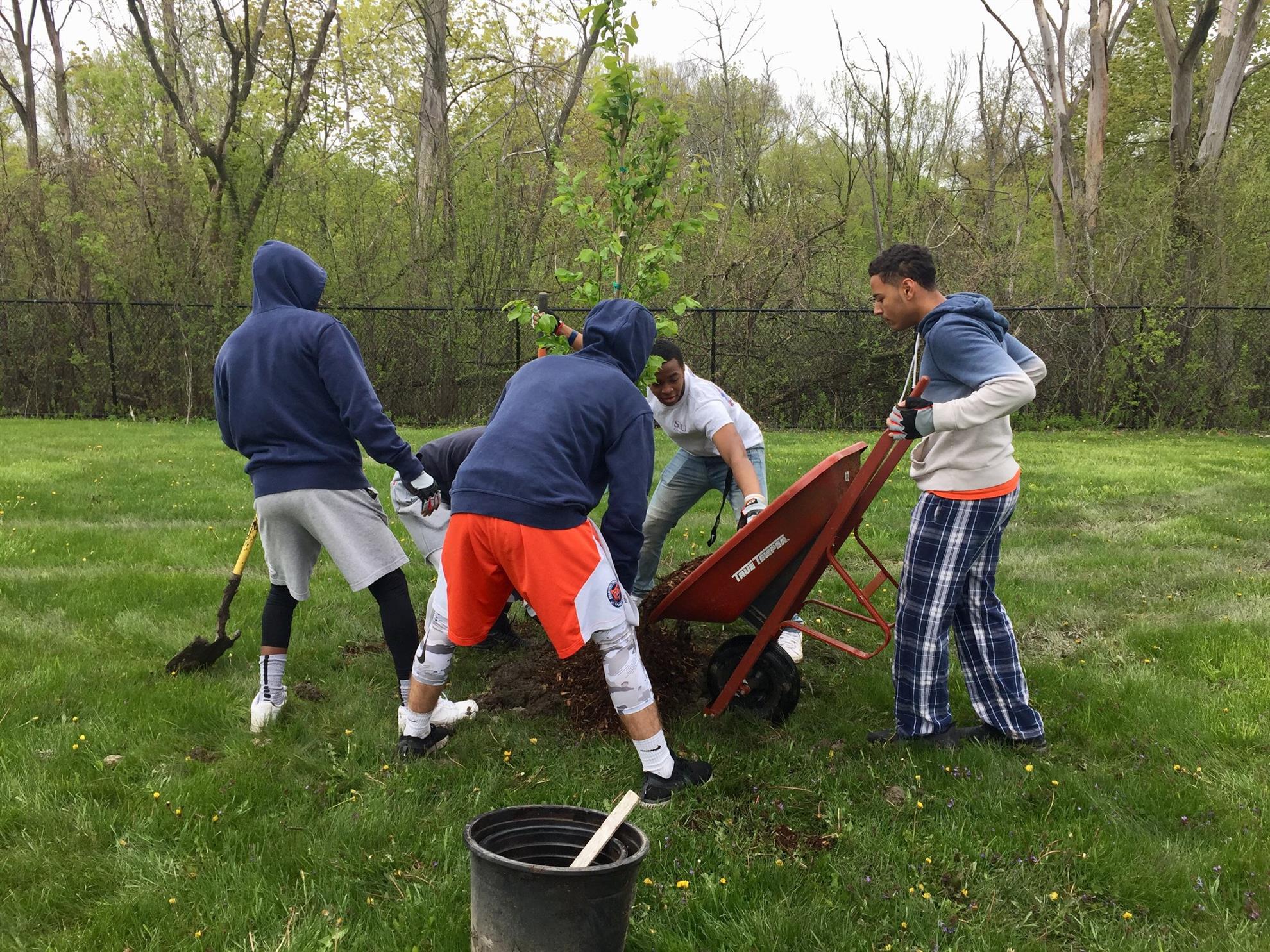 Planting trees in local parks