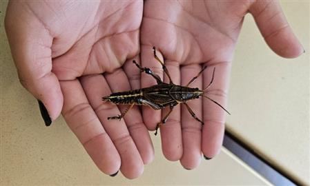 Bug 3