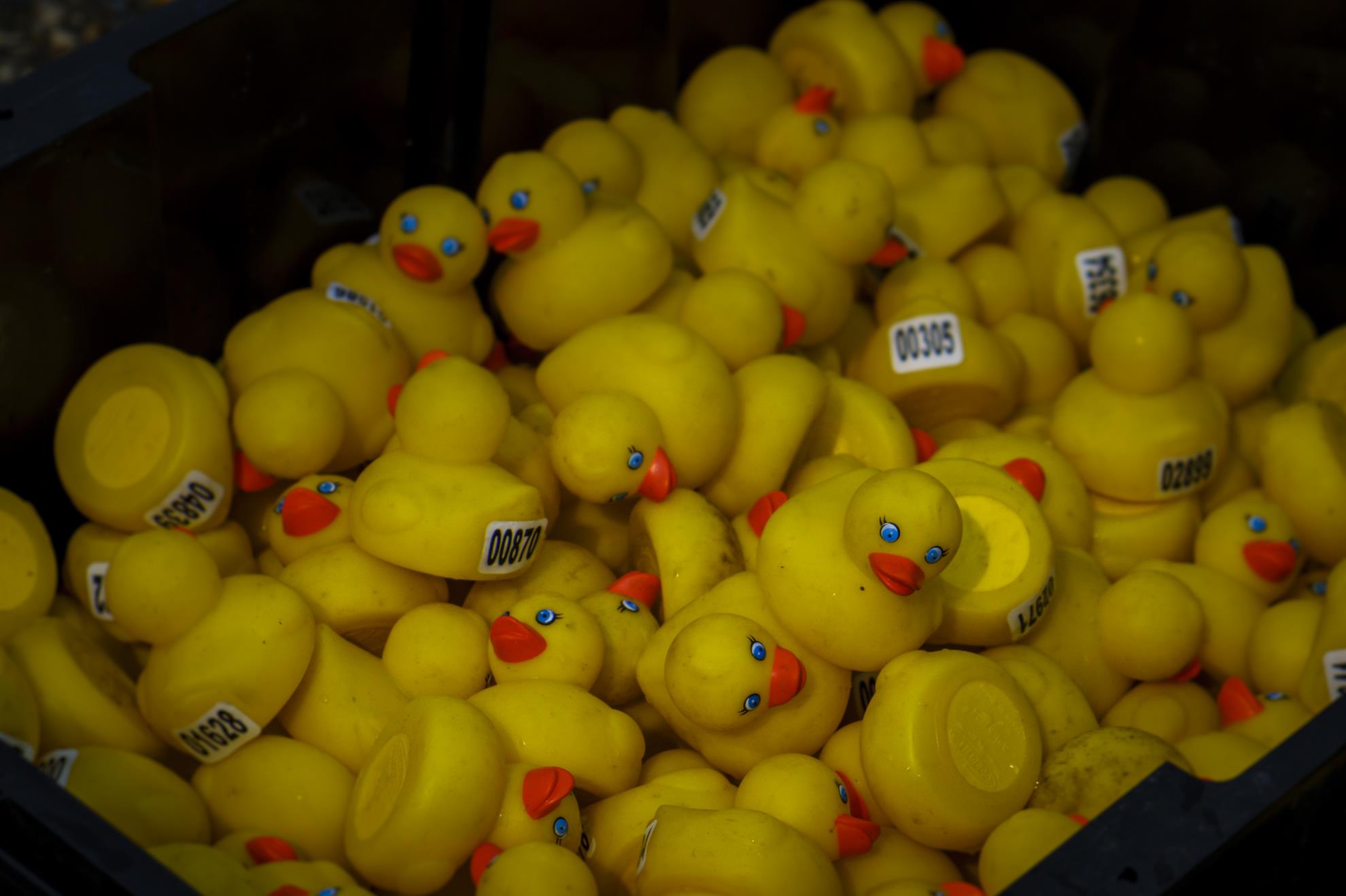 2019 Great Canadian Rotary Rubber Duck Race | Rotary Club of Whitehorse