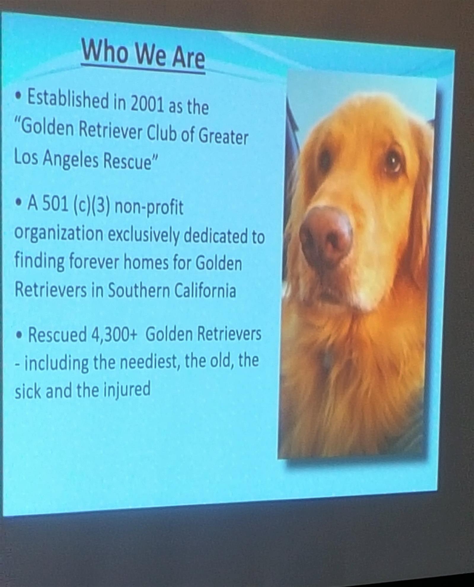 golden retriever rescue of greater los angeles