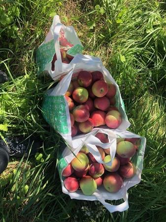 Apple Picking for the Food Bank