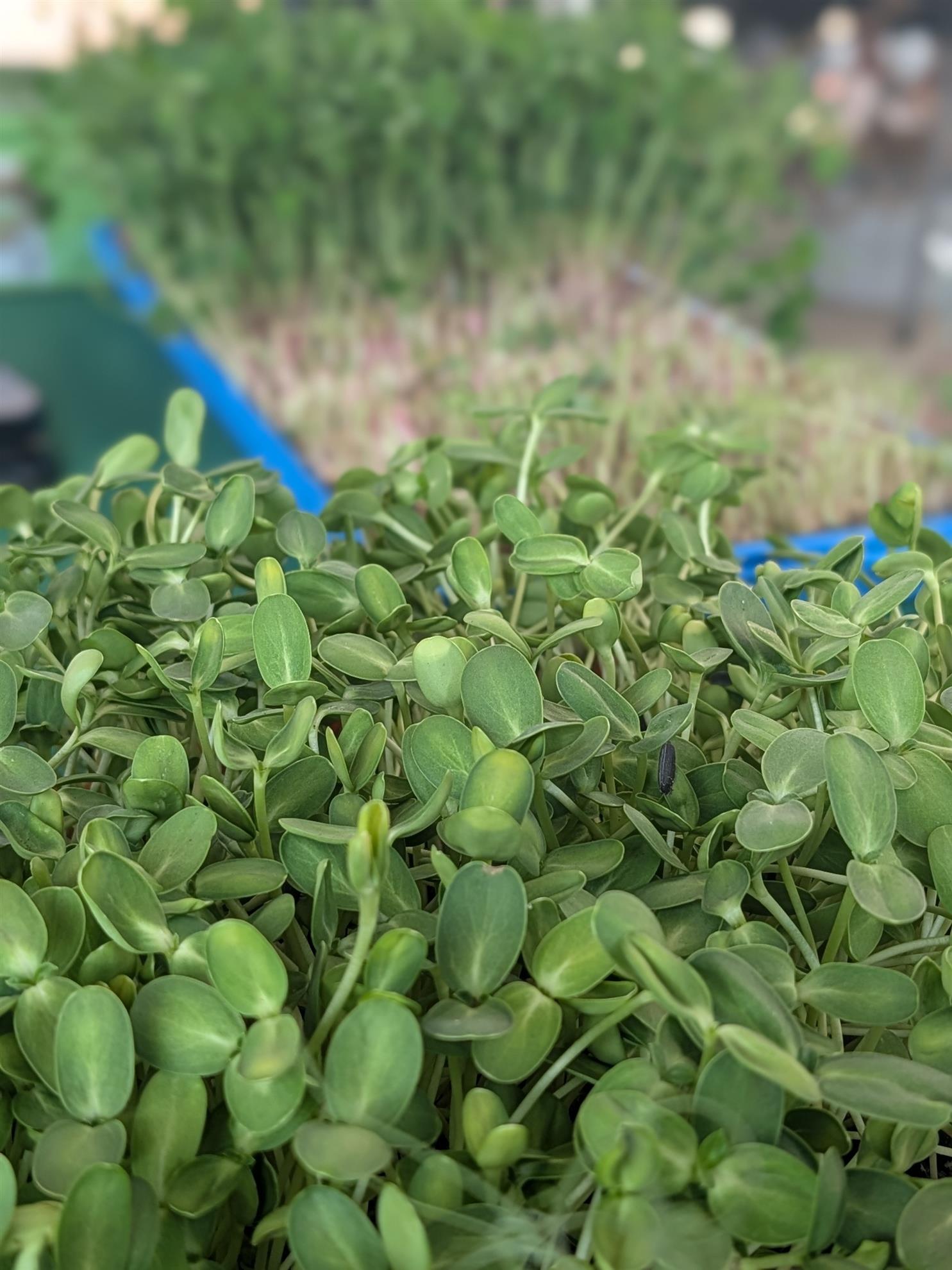 microgreens.jpg