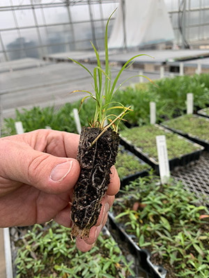 young native plant seedling in a green house