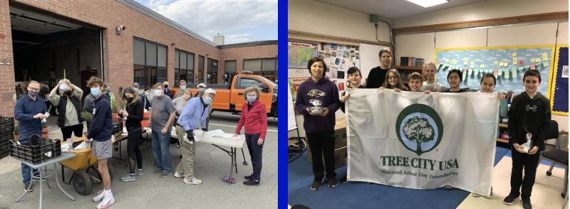 Arbor Day Tree Bagging. 500 Trees Planted By Wellesley's 4th Graders Each Year