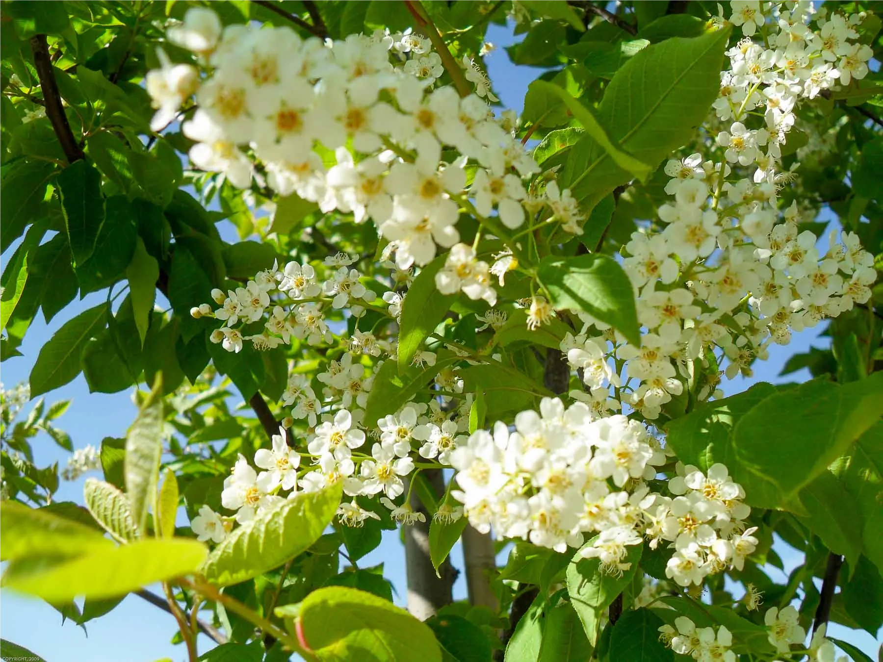 Chokeberry Tree Spring Colors