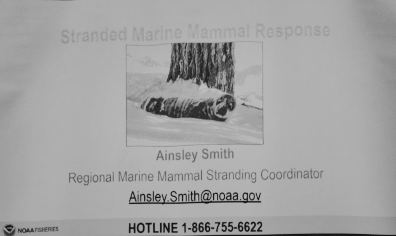 Presentation-by-Ainsley-Smith--Regional-Marine-Mammal-Stranding-Coordinatior--National-Oceanic-and-Atmospheric-Administration.jpeg
