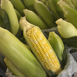 Fresh corn. Creative Commons: ayngelina