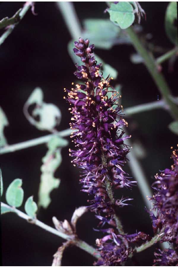False indigo_USDA Plant Database_20220123