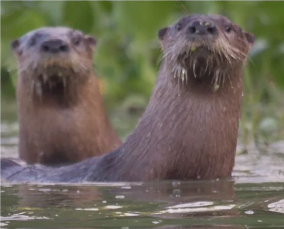 Otters.png