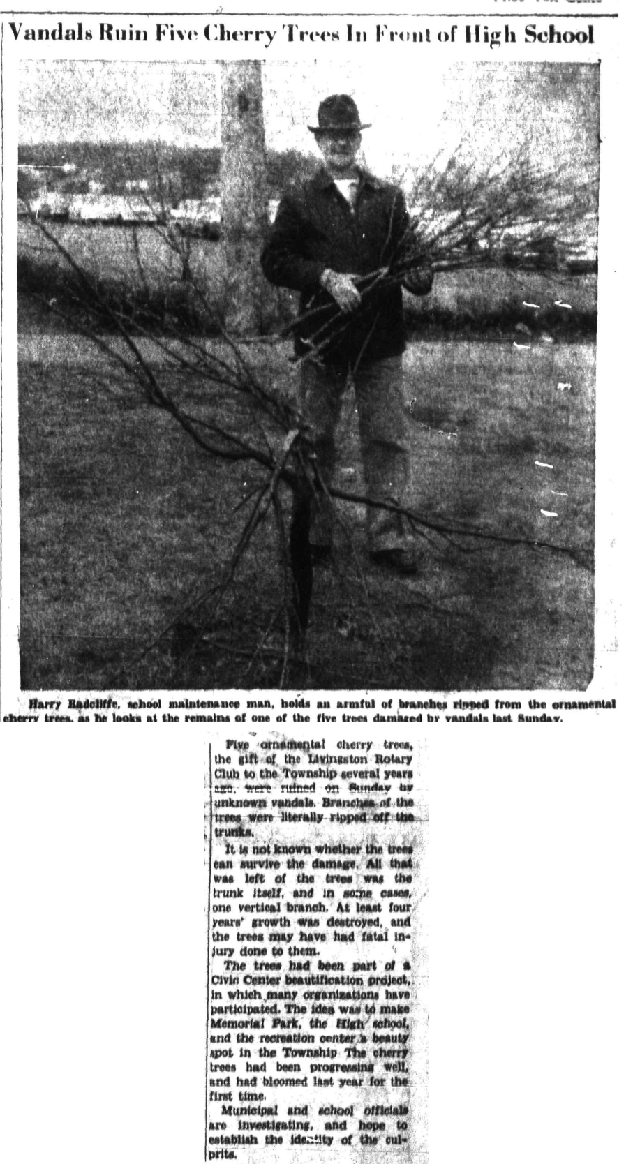 Newspaper clipping: Vandals Ruin Five Cherry Trees In Front of High School, West Essex Tribune, February 1, 1962