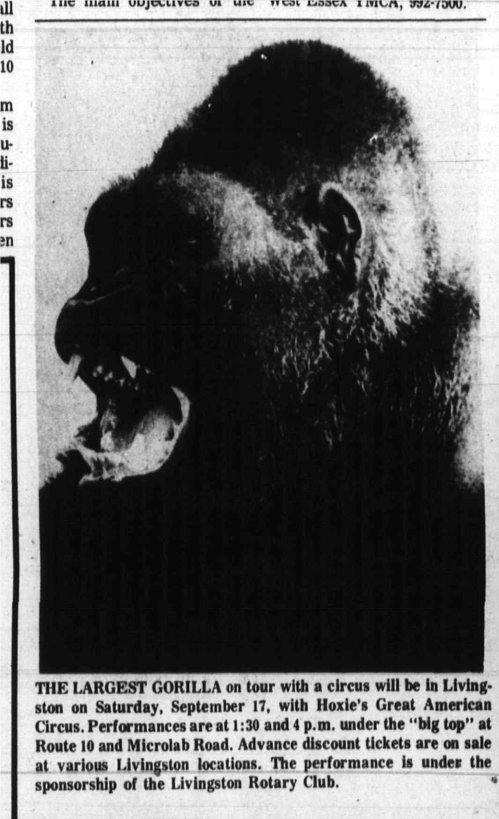 Newspaper clipping: gorilla photo for Hoxie circus, West Essex Tribune, September 15, 1977