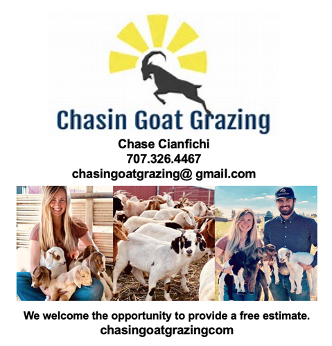 Chasin Goat Grazing - Carolyn Anderson