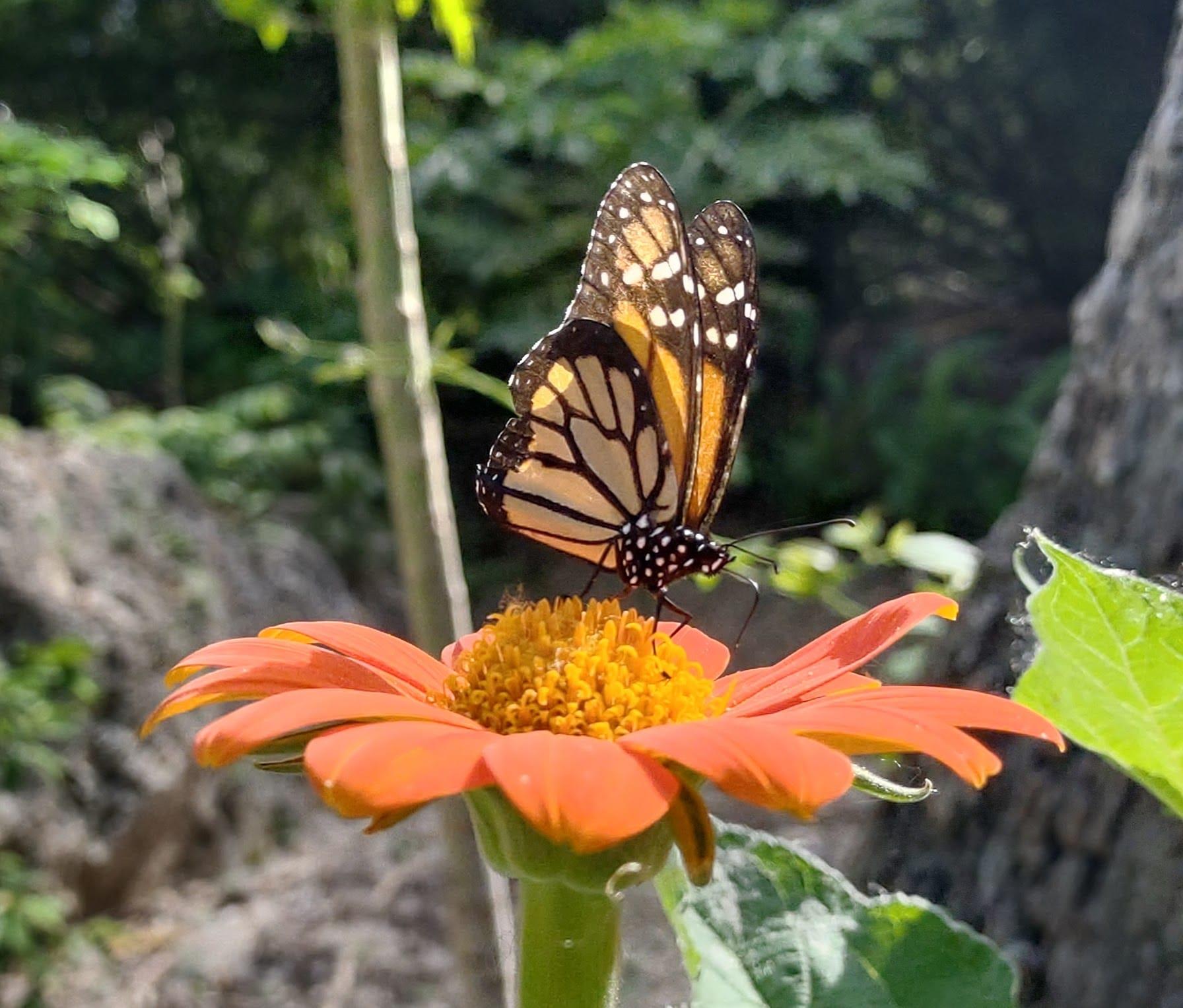 butterfly picture filler