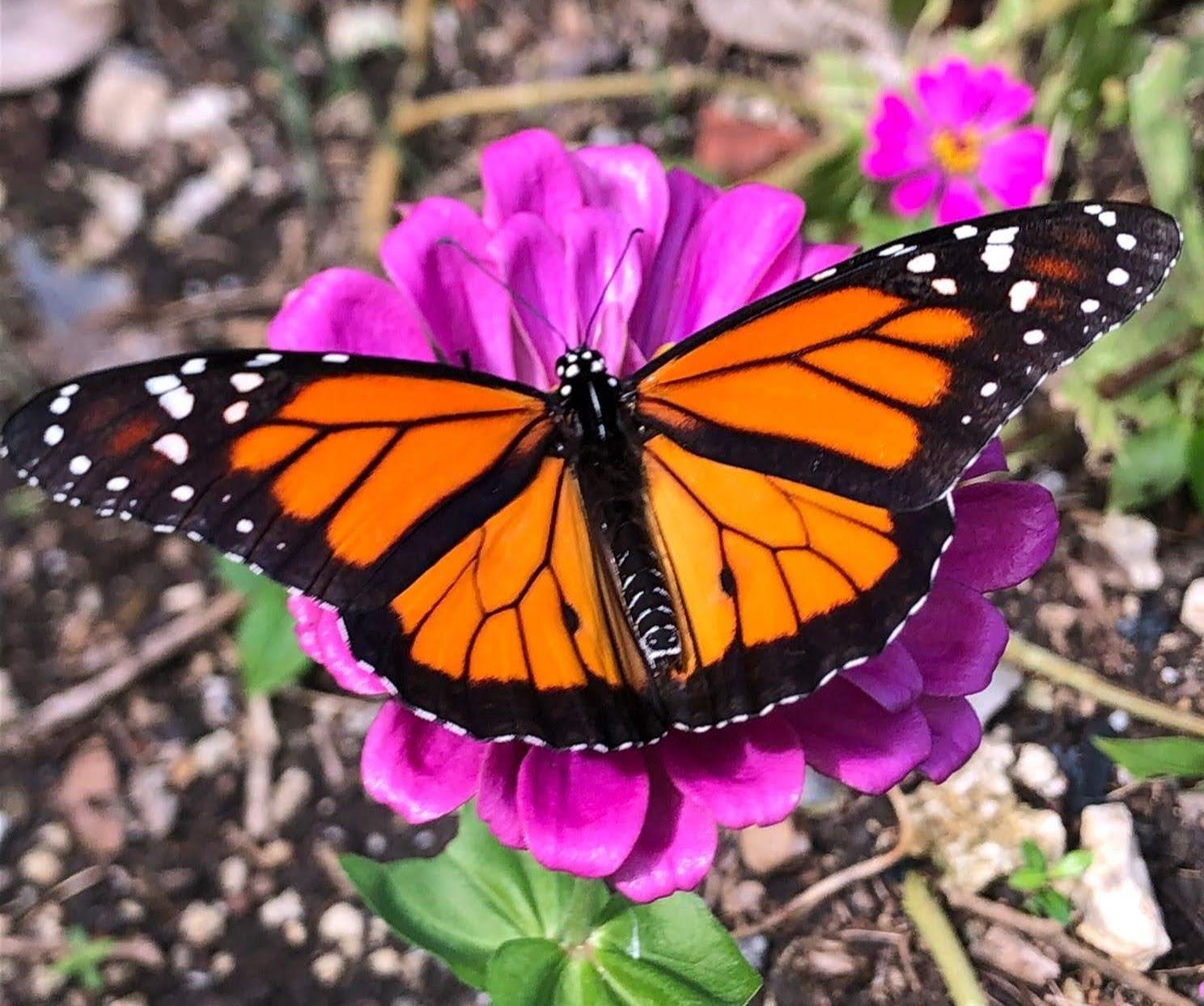 picture of a butterfly as a filler
