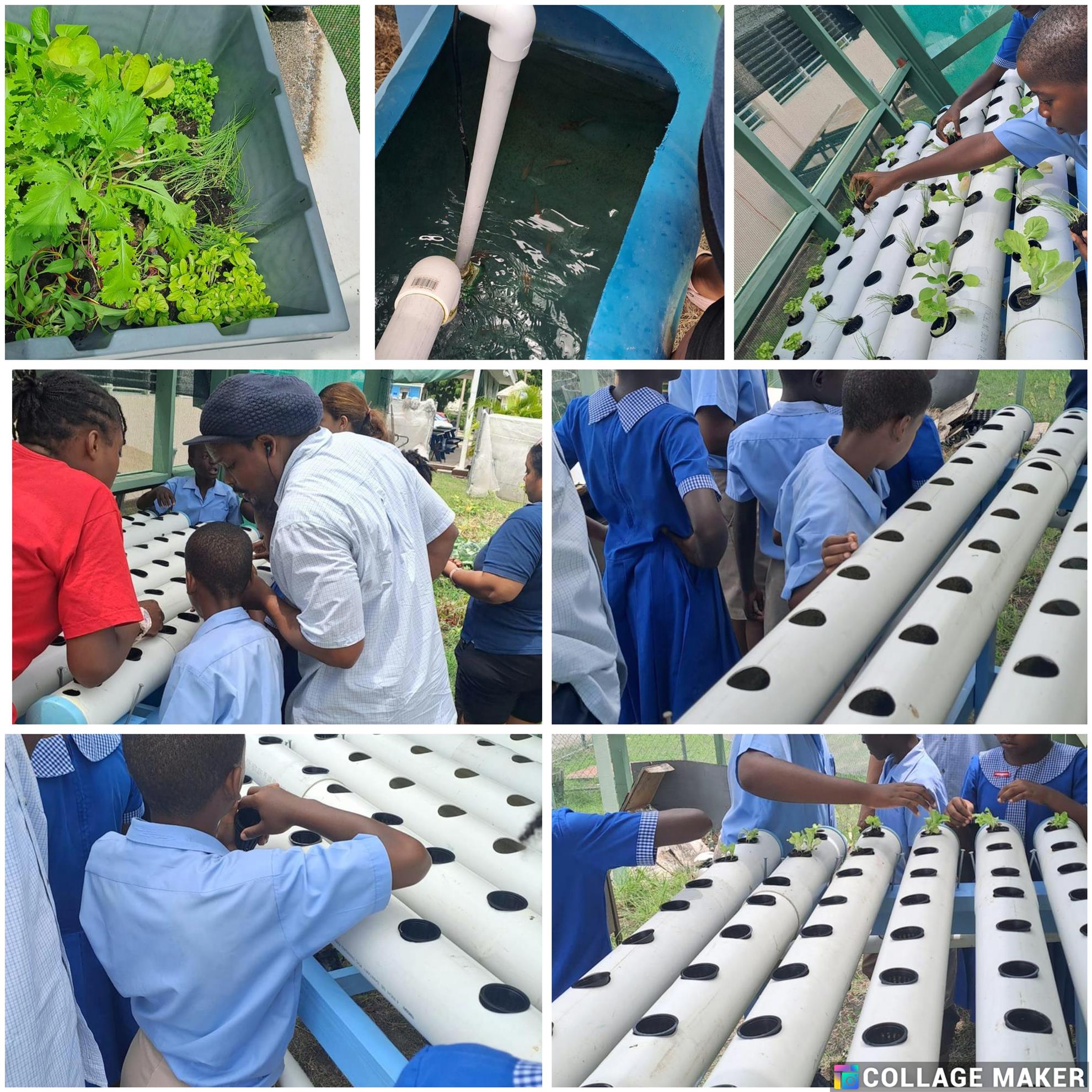 Images of the planting of seedlings in the aquaponics system at Arthur Smith Primary
