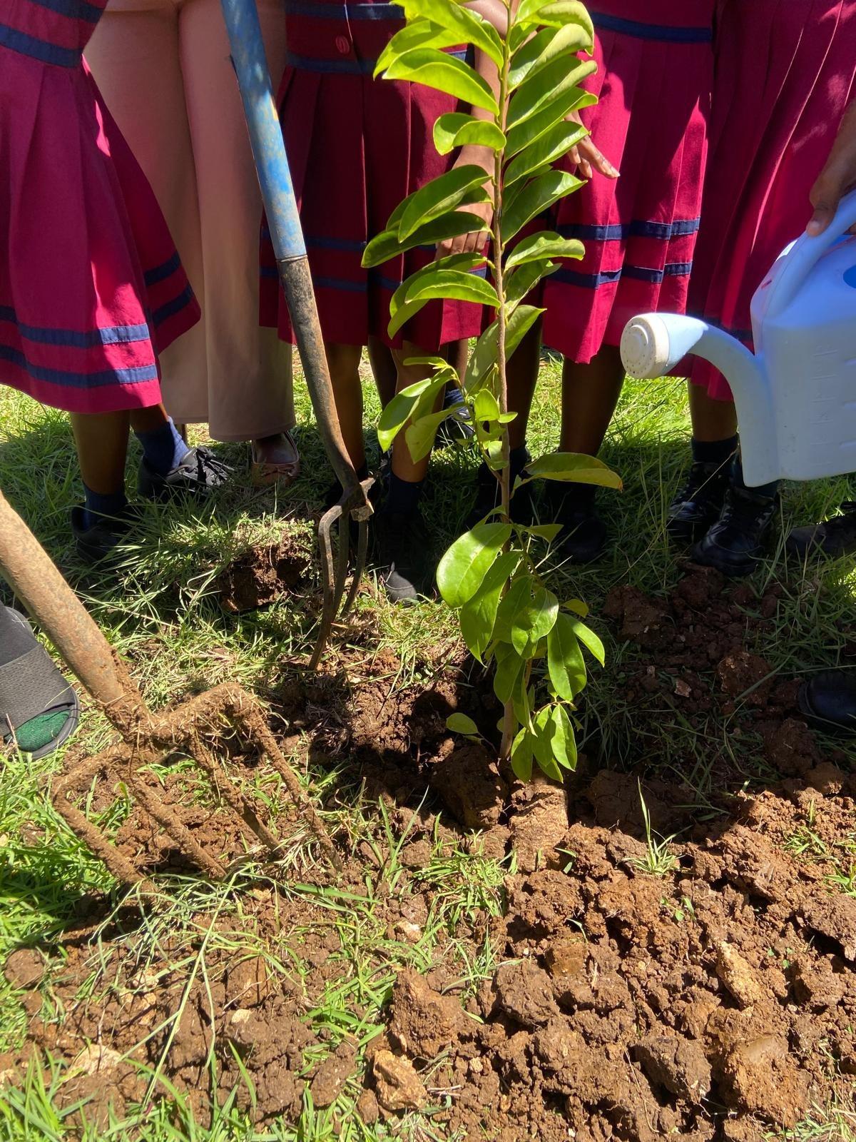 Tree planting at Gordon Greenidge Primary