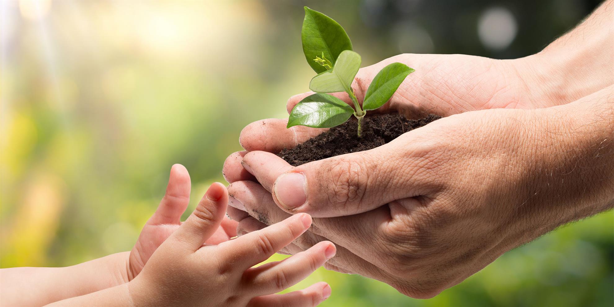 A baby holds a small plant in the hands of an adult, symbolizing growth and nurturing.