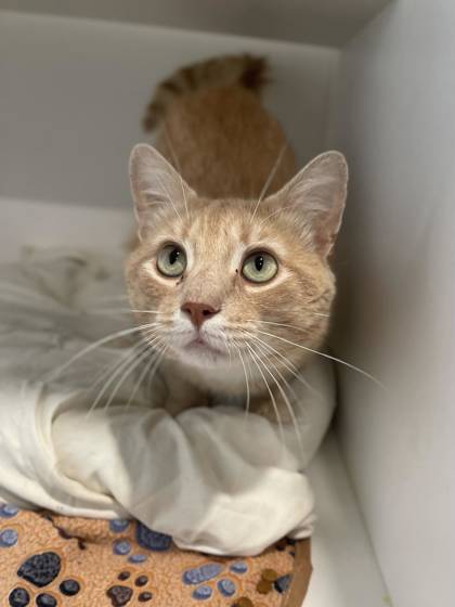 Cute cat for adoption