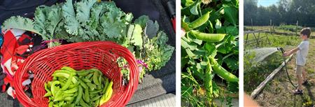 Harvesting produce (kale and snap peas) from Patchwork Garden for PROP--July 2023