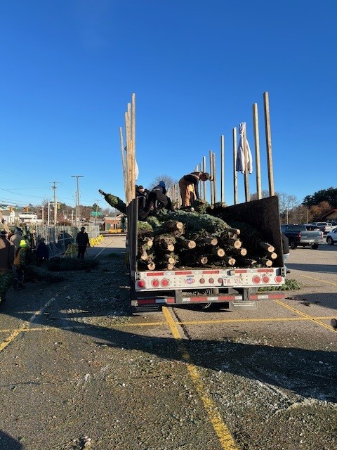 Tree-unloading.jpg