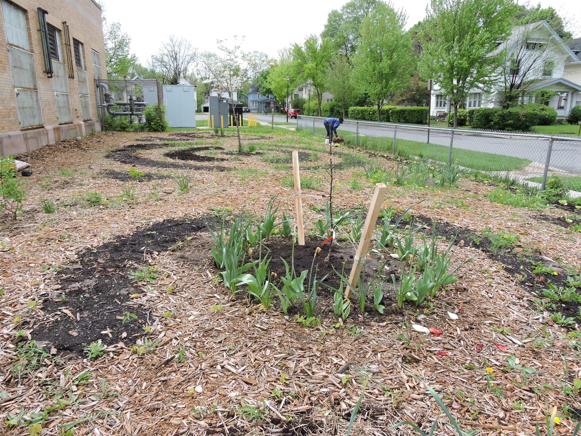 Fruit trees for students