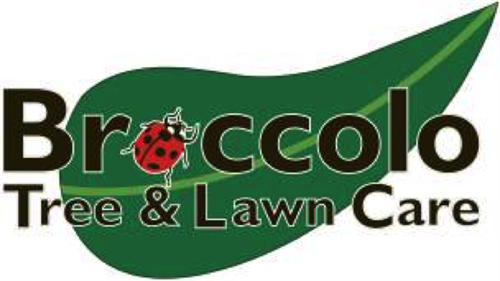 Broccolo Tree and Lawn Care