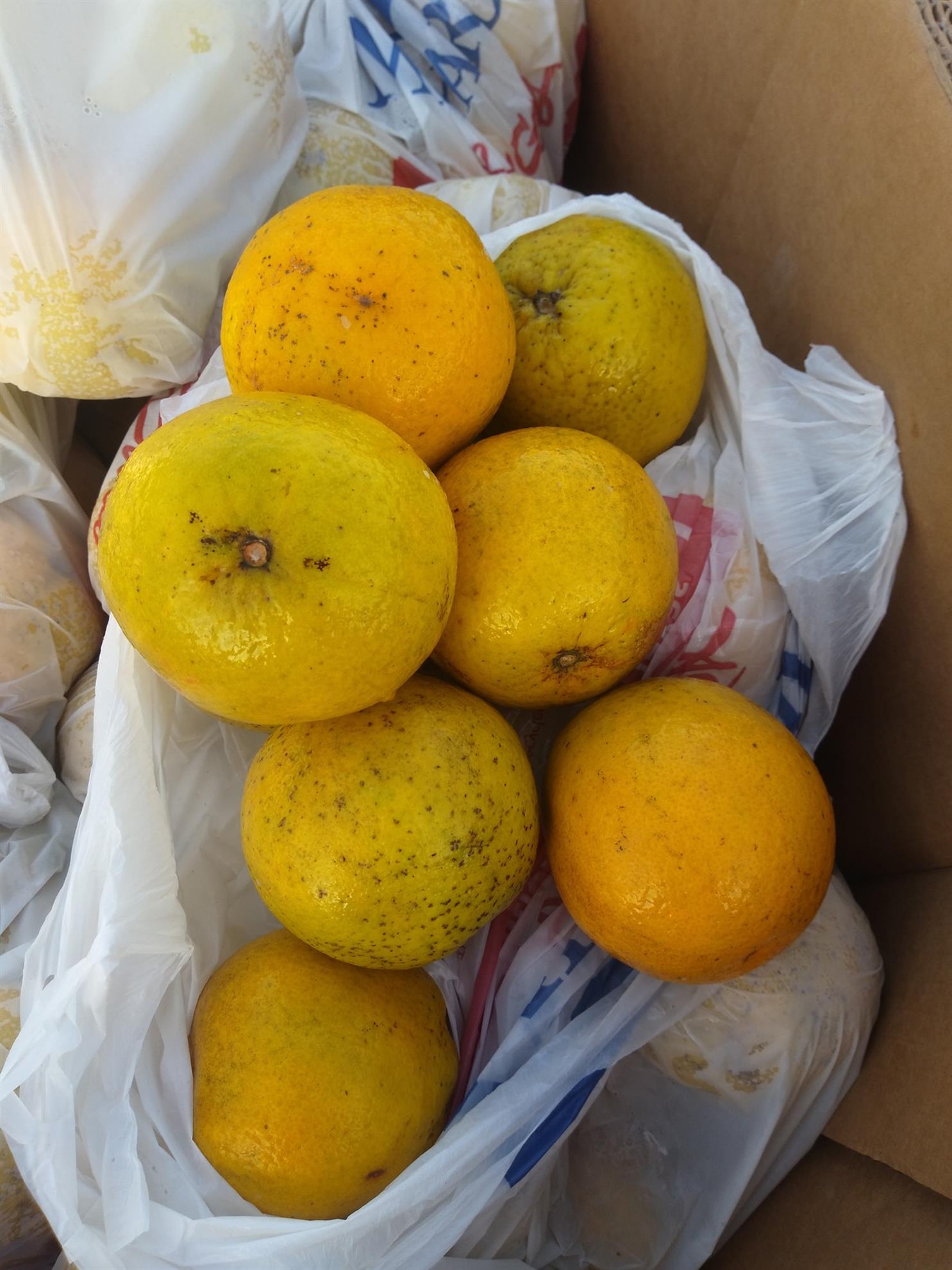 Food-Distribution-2021---98.jpg