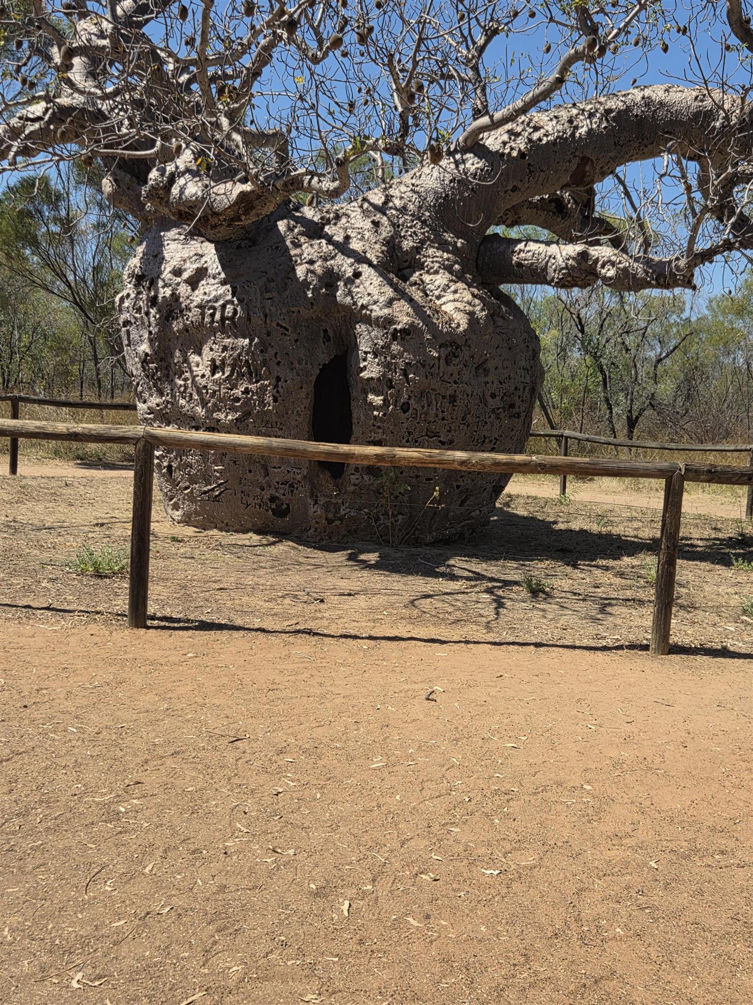 A massive Boab Tree, but where....