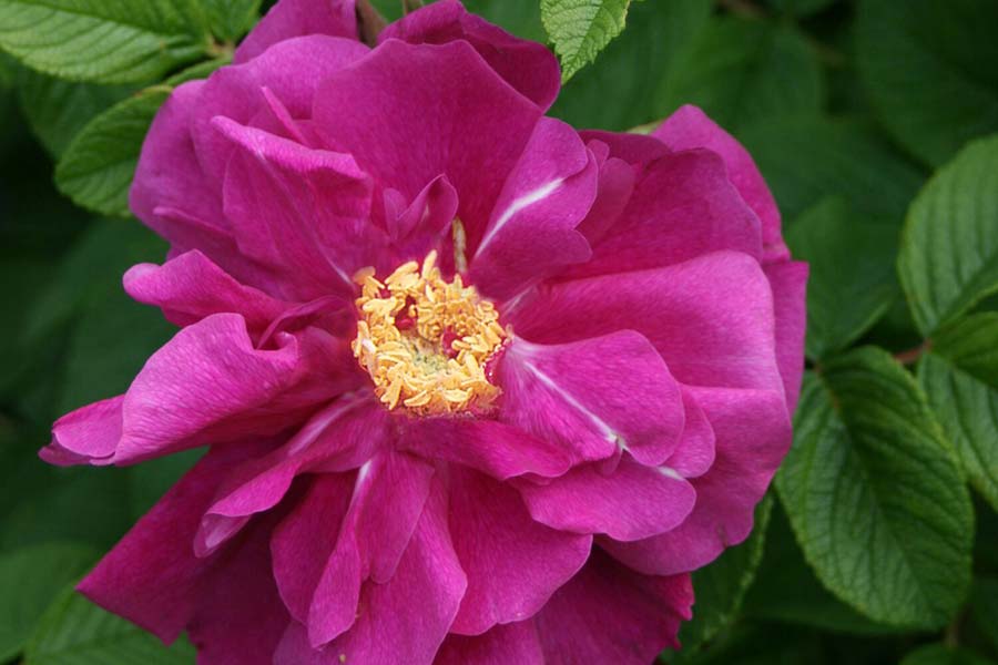 Hansa-rose-most-hardy-fragrant-z2b.jpg