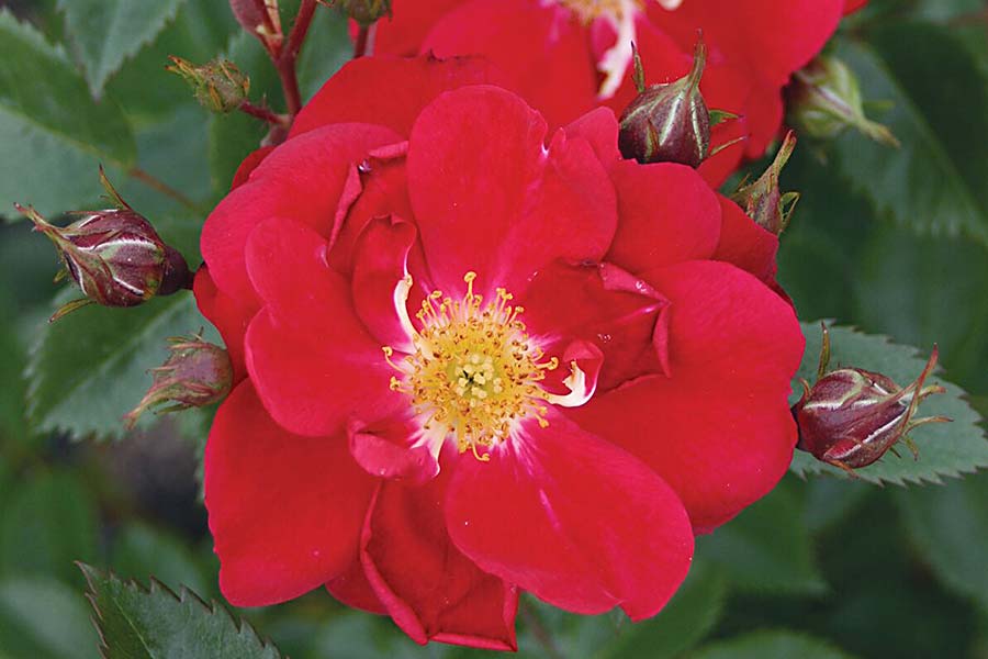 Henry-Kesley-red-climber-6ft-z3.jpg