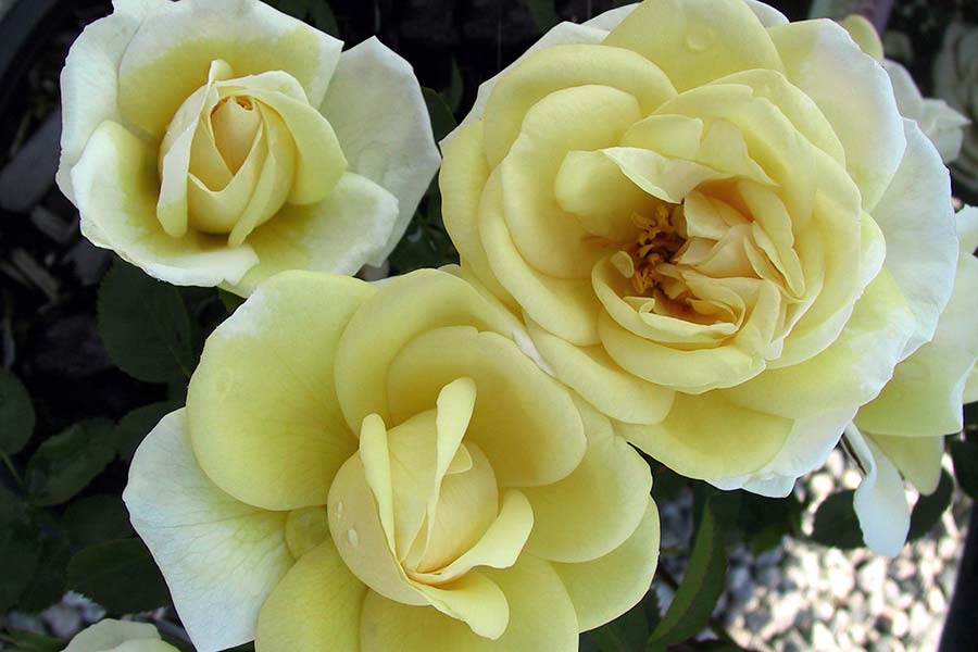 JP-Conel-yellow-rose-z3.jpg