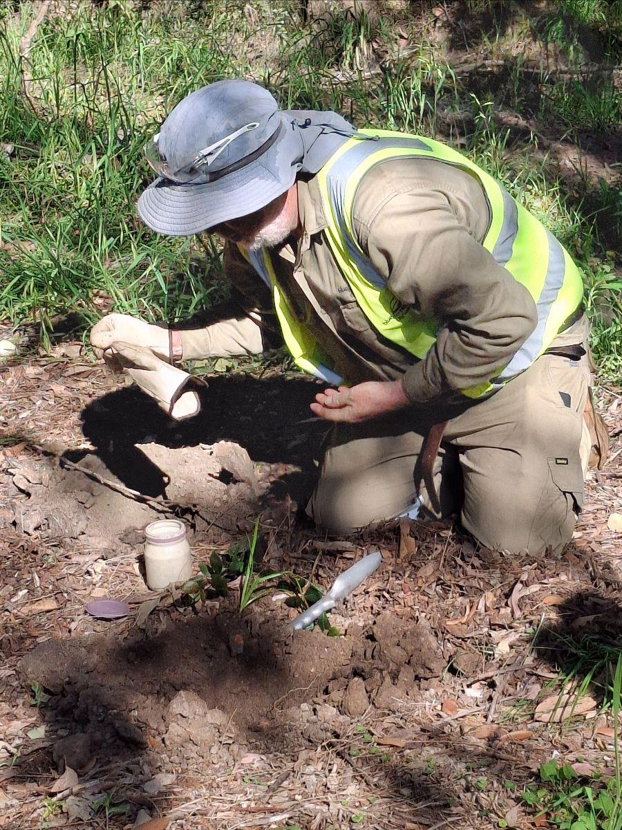 A volunteer kneeling to plant a native seedling