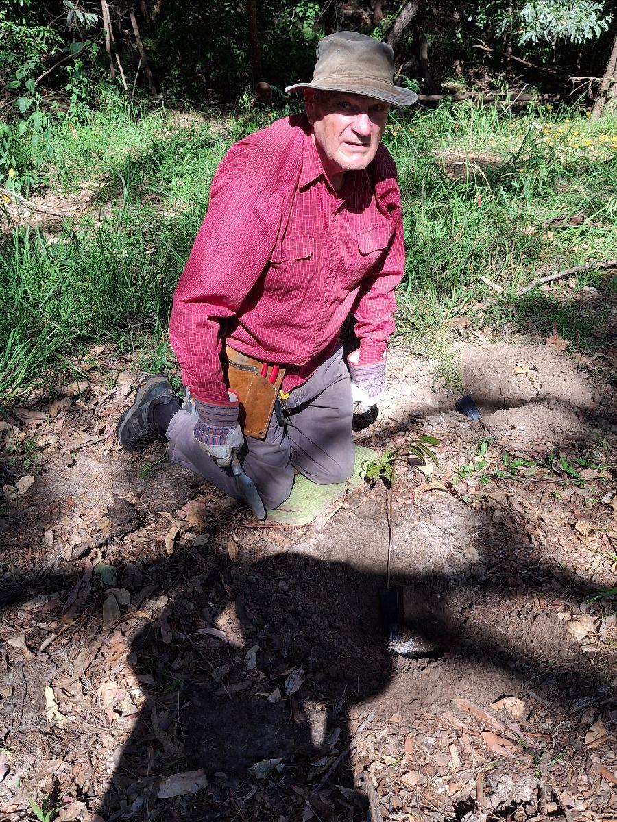 A volunteer kneeling beside a newly planted seedling