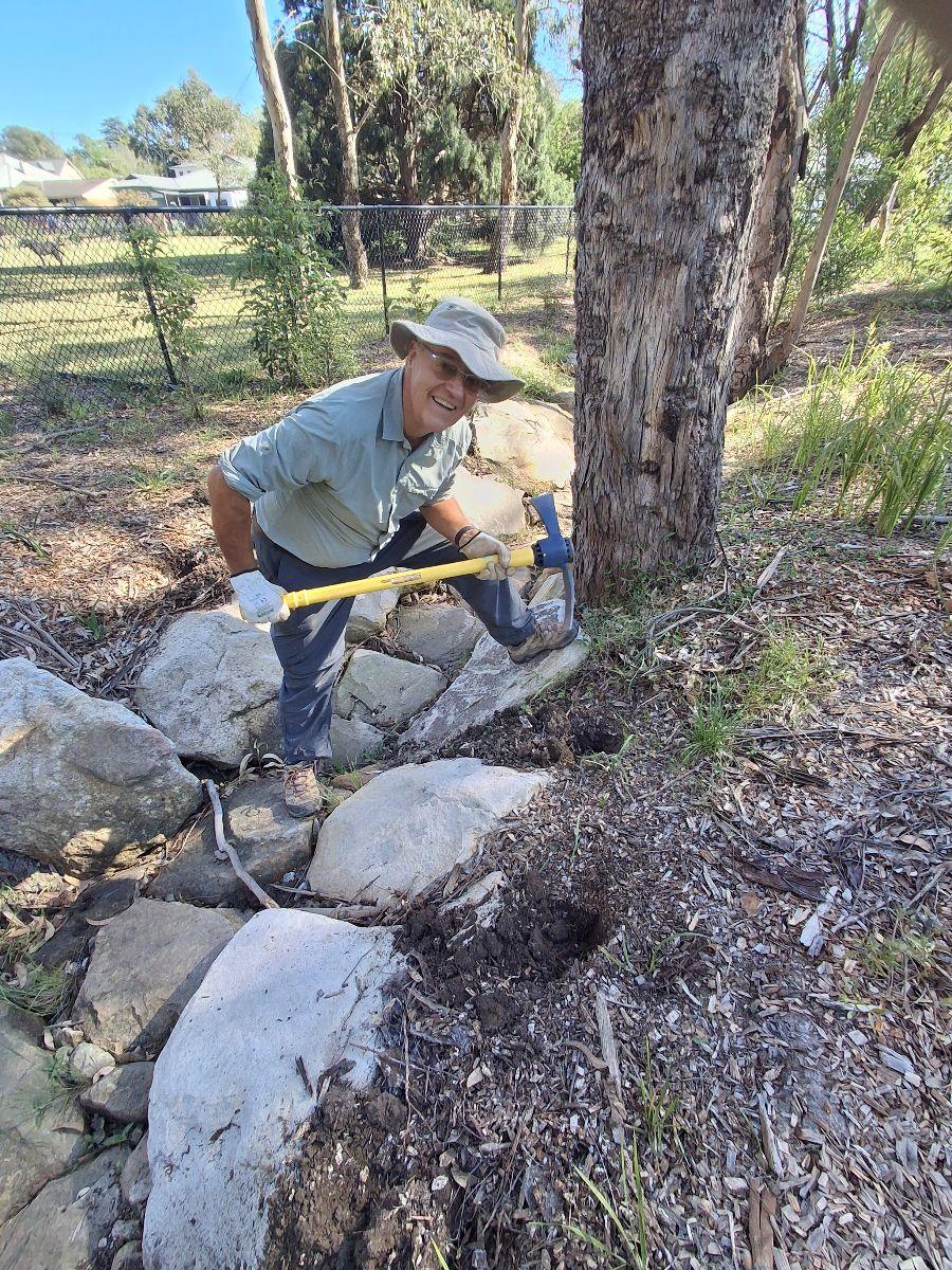 A volunteer using a mattock to clear ground near a tree