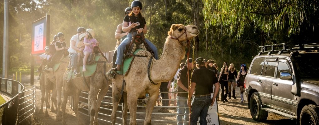 Carousel-Camels-3.jpg