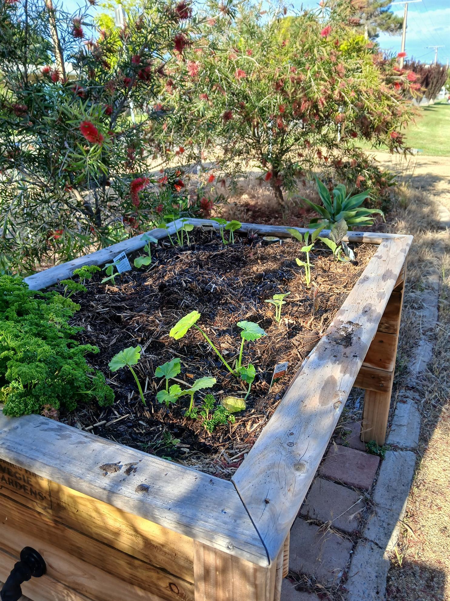 Community garden at Rotary Hall