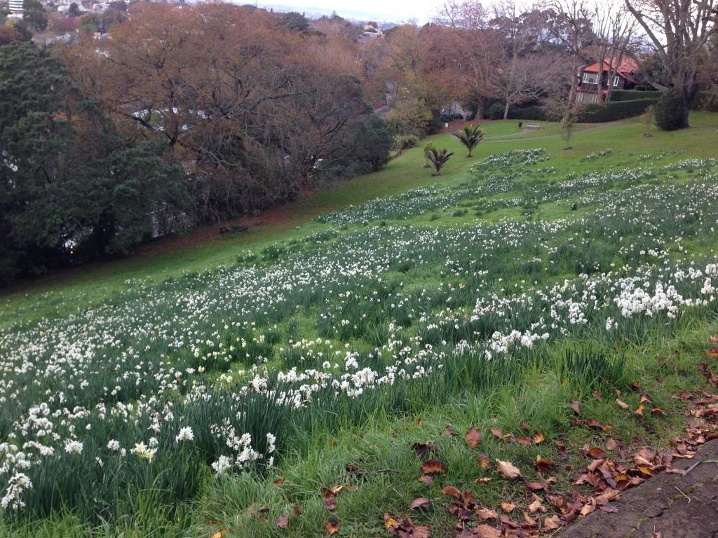 Daffodils-Mt-Hobson.jpg