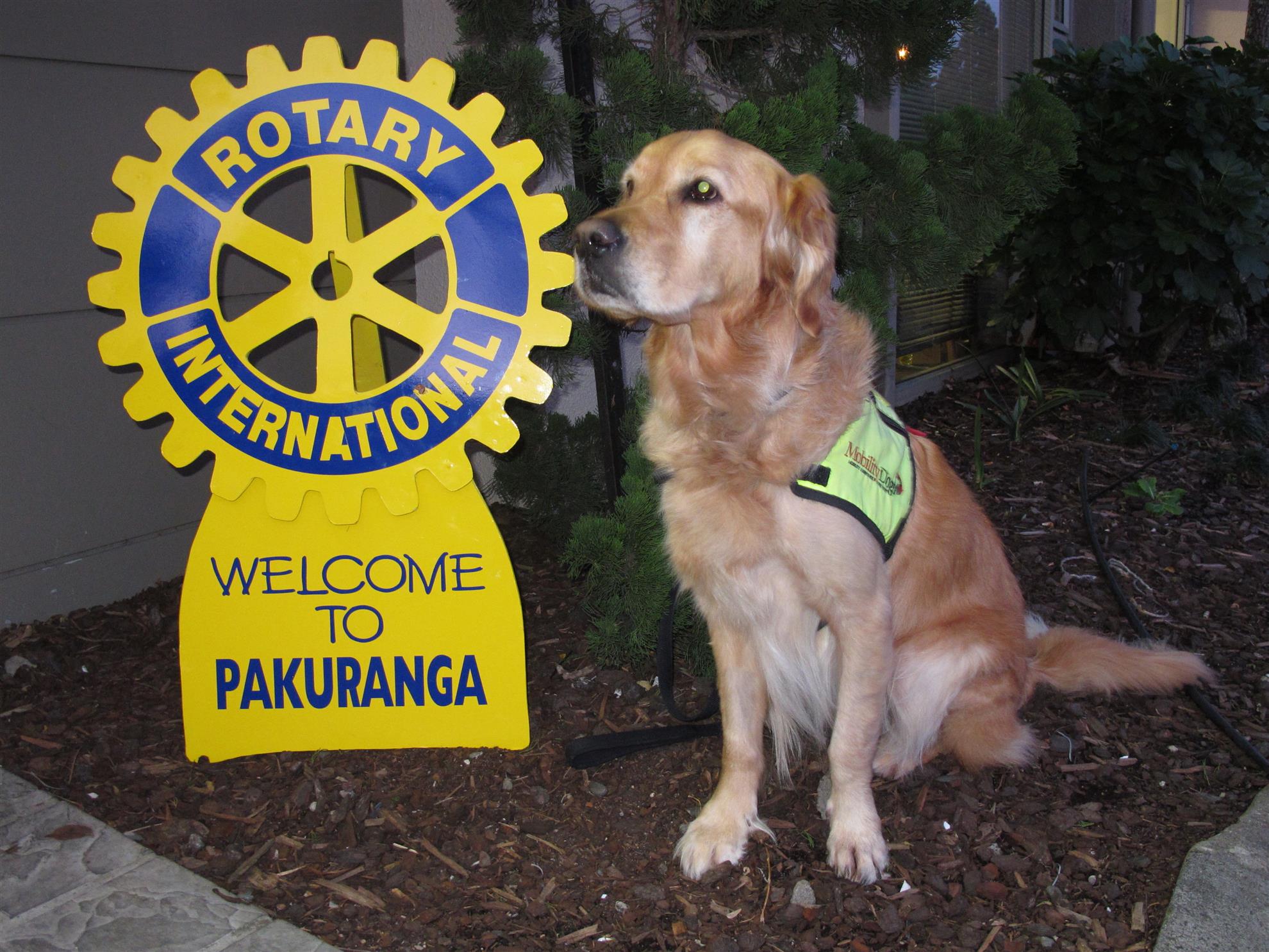 Mobility dogs Pakuranga Rotary Club