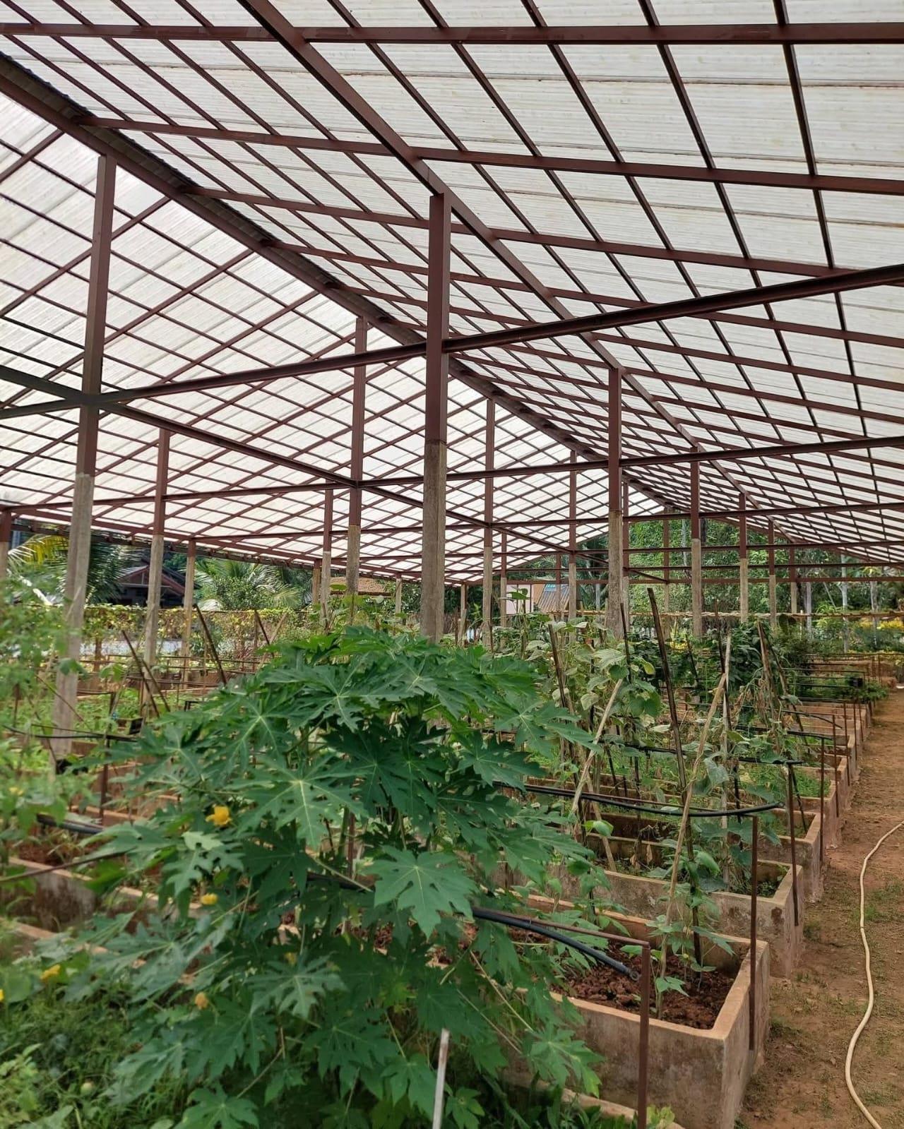 Organic-garden-3.jpeg