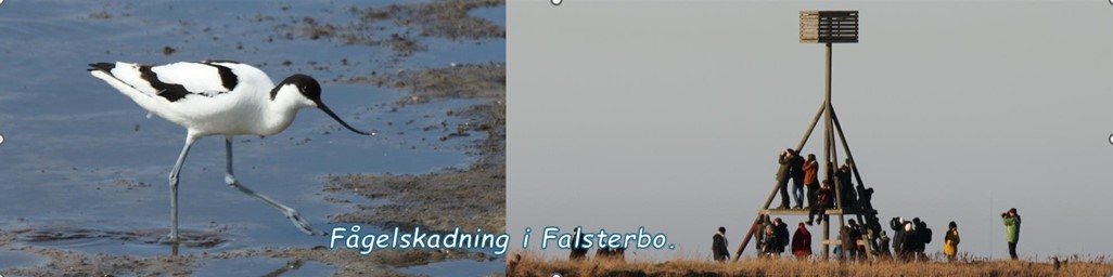 Fågelskadning-i-Falsterbo.jpg