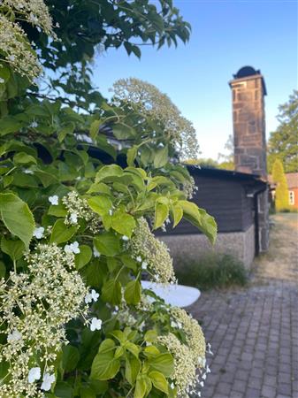 artikeltumnagel