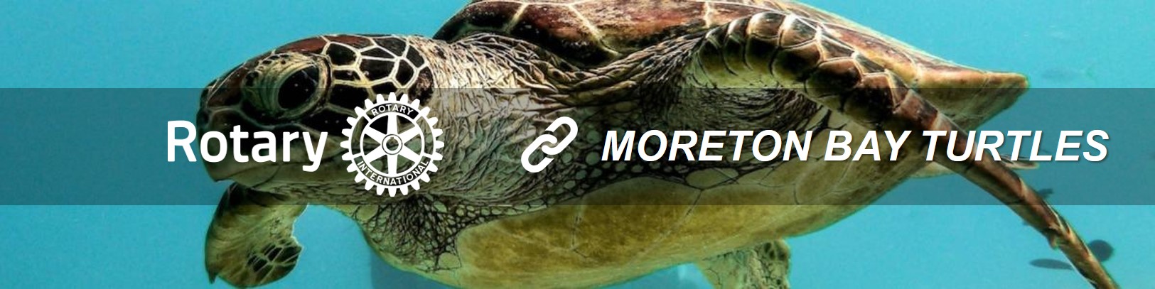 DC-Moreton-Bay-Turtles.jpg