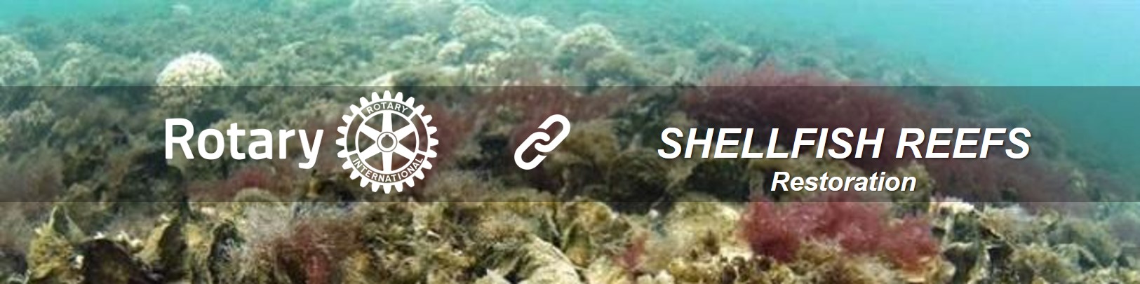 DC-Shellfish-Reefs-Restoration.jpg