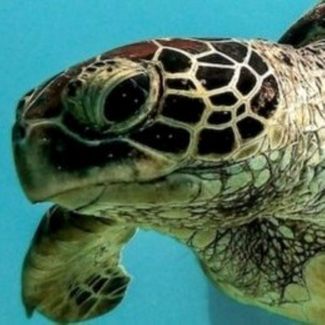 Turtles Symposium 10 May 2026 | Rotary Club of Redcliffe Sunrise