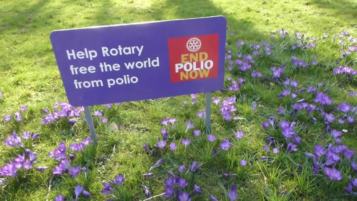 Purple for Polio Crocus Bulbs Planting