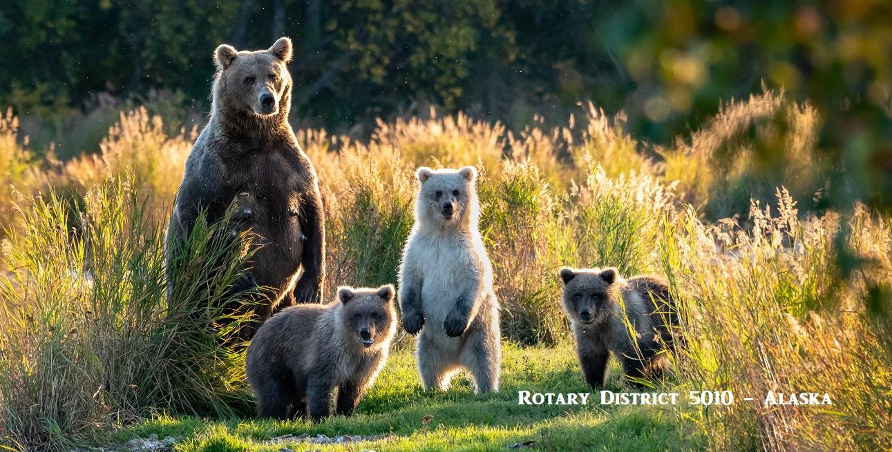 Bears-Original-6.jpg