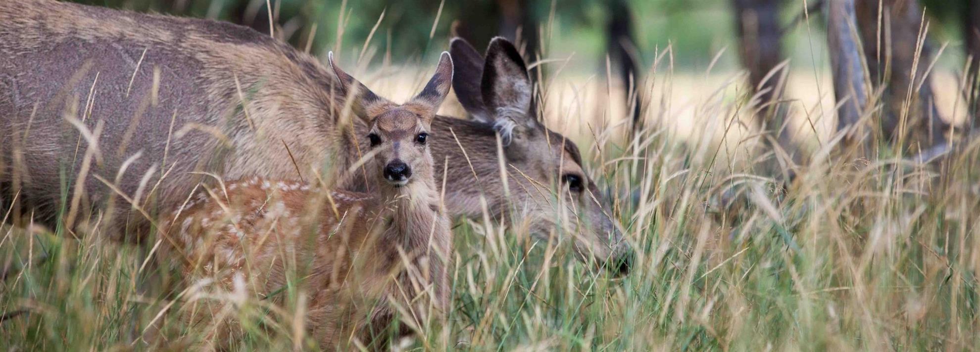 IMG_8567-banner-mule-deer-female-and-fawn-Jake-Paleczny-scaled.jpg
