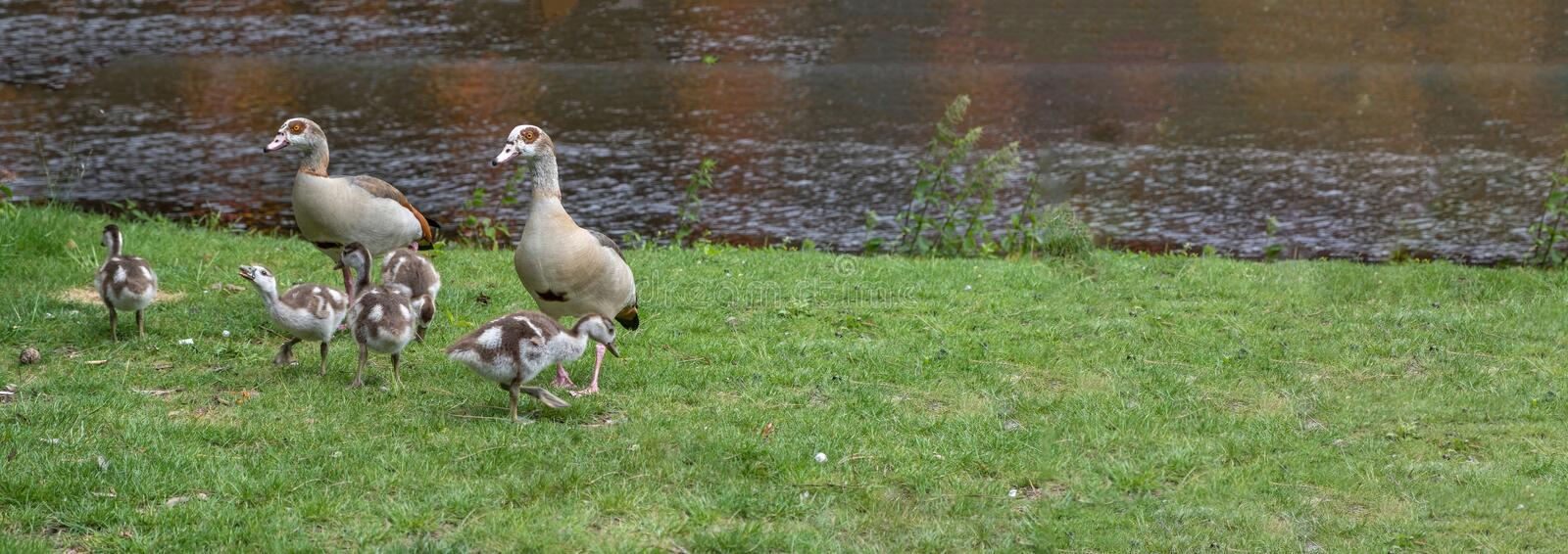 amsterdam-vondelpark-netherlands-ducks-family-grass-next-to-blur-pond-background-banner-green-animals-wildlife-nature-255895976.jpg