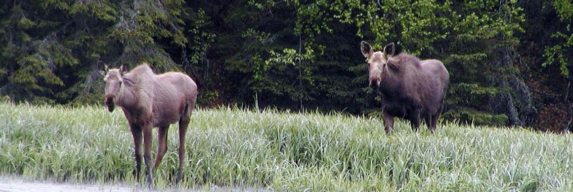 moose-1140-richard-johnson_bannerbackground.jpg